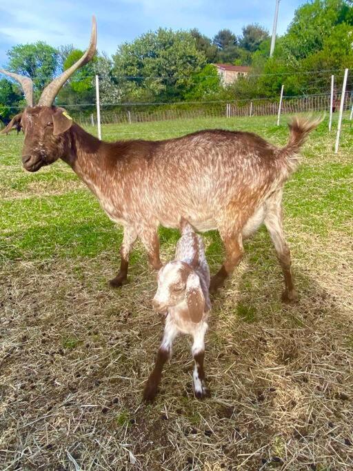 Tiny Liloumaca Coeur Ste Baume Villa Plan d'Aups Dış mekan fotoğraf