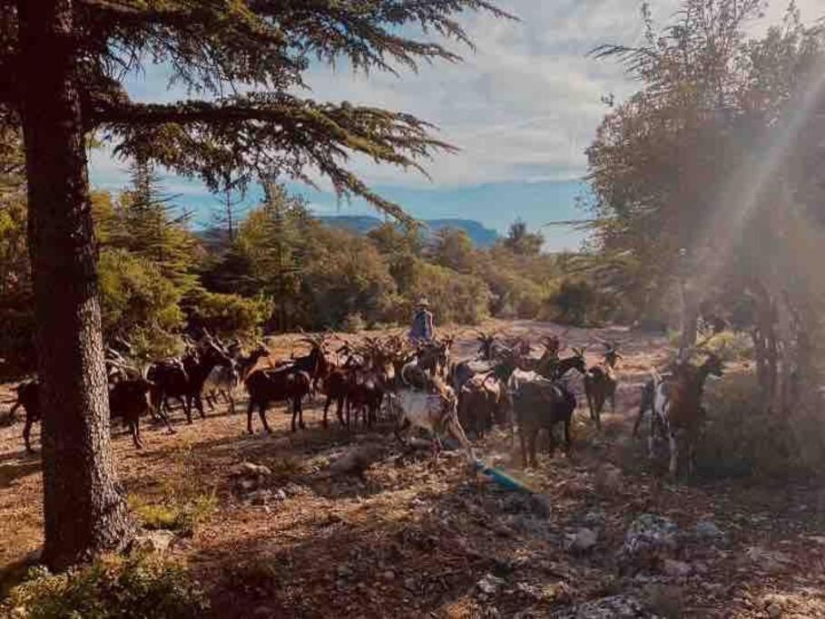 Tiny Liloumaca Coeur Ste Baume Villa Plan d'Aups Dış mekan fotoğraf
